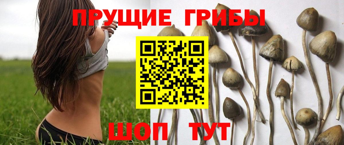 где купить наркоту  Псилоцибиновые грибы Magic Shrooms  Вход с VPN  Псилоцибиновые грибы мухоморы  Приморско-Ахтарск 
